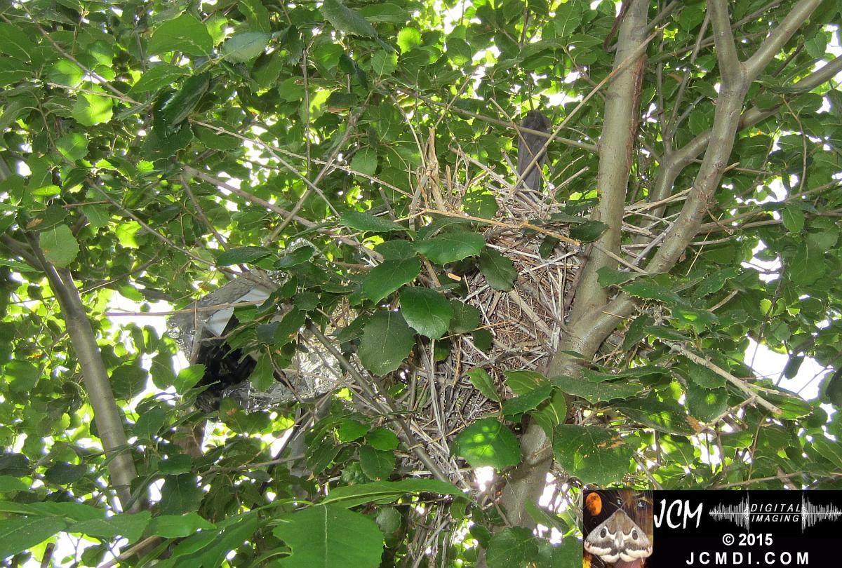 Scrub Jay nest and activity GoPro Hero3+ Black 3-3132015 Santa Clarita JCMDI.COM